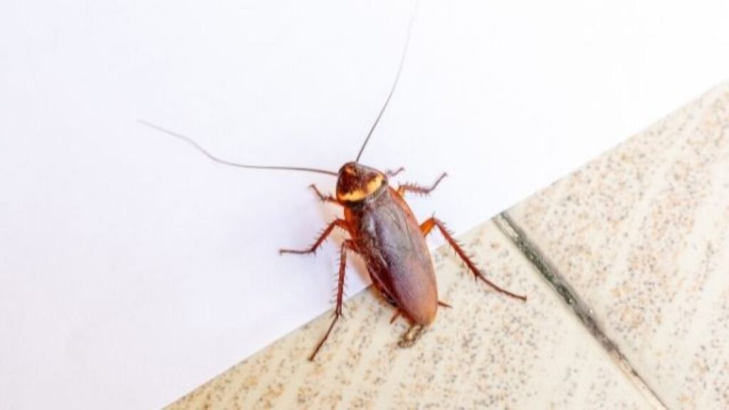 Safeguarding the House with Typical Cockroach Control Techniques