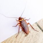 Safeguarding the House with Typical Cockroach Control Techniques